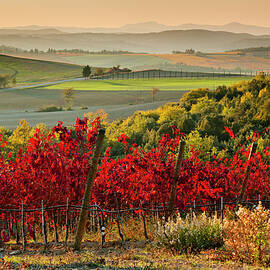 Tuscany, Chianti Vineyards, Italy by Olimpio Fantuz