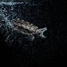 Underwater Side View Of Alligator Snapping Turtle, Mouth Open Trailing Bubbles by Sean Murphy