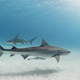 Underwater View Of Great Hammerhead Shark And Tiger Shark Swimming Near Seabed, Alice Town, Bimini, Bahamas by Ken Kiefer 2