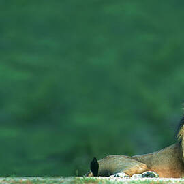 View Of A Lion Panthera Leo Laying On by Heinrich Van Den Berg
