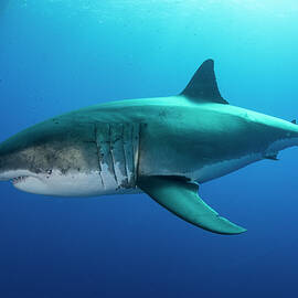 White Shark Approaches A Piece Of Bait In Front Of A Cage Placed For Divers, Guadalupe Island, Mexico by Rodrigo Friscione