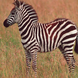 Zebra Foal by Science Photo Library