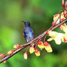 Hummingbird of Ecuador, AM by Alex Nikitsin