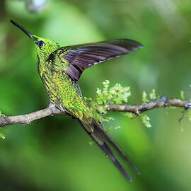 Hummingbird of Ecuador, Q by Alex Nikitsin