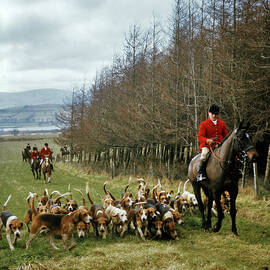 1970s Master Of Foxhounds In Red Jacket by Vintage Images