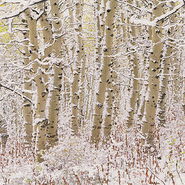 A Forest Of Aspen Trees In The Wasatch by Mint Images - David Schultz