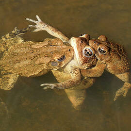 American Toads, Males Mating With Female, Maryland, Usa.
