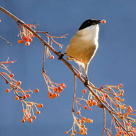 Azure-winged Magpie by Ryu Shin Woo
