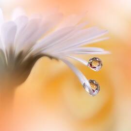 Beautiful Macro Photo.colorful by Juliana Nan