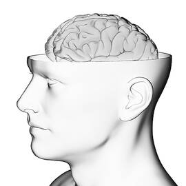 Brain In An Open Head