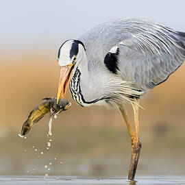 Catching by Jun Zuo