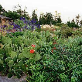 Dan Hinkley Garden by Richard Felber