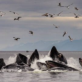 Humpback Whales Cooperative Bubble by Steven Morello