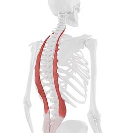 Iliocostalis Muscle