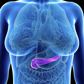 Illustration Of A Woman's Pancreas