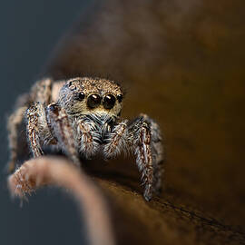Jumping Spider by Ivy Deng