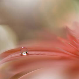 Light Touch.. by Juliana Nan