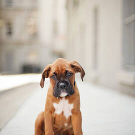2 Month Old Boxer Puppy Standing In by Diyosa Carter