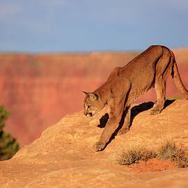Mountain Lion by Tier Und Naturfotografie J Und C Sohns