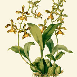 Orchid Array Ii by Drake