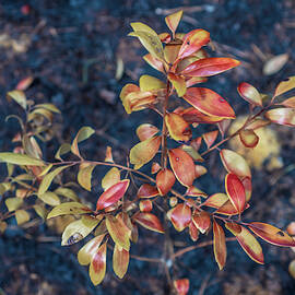 Pine Barrens Burn by Louis Dallara