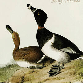 Ring Necked Duck by John James  Audubon