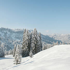 Snow-covered Landscape And Evergreens by Hannah Bichay