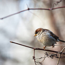 Sparrow by Dusan Ljubicic
