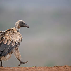 Vulture by Marco Pozzi