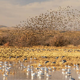 USA, New Mexico, Bosque Del Apache by Jaynes Gallery