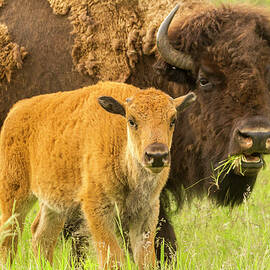 USA, South Dakota, Custer State Park by Jaynes Gallery