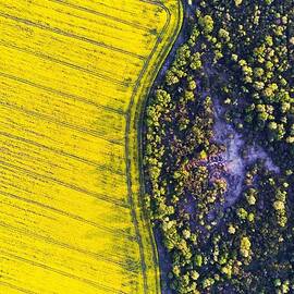 Aerial Drone Top View Of Yellow by Ivan Kmit