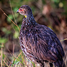 Birds of Africa - Yellow necked Spur Fowl