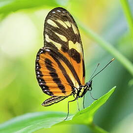 Butterfly by Reinhard Schmid