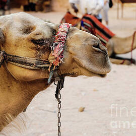 Camels by Jelena Jovanovic
