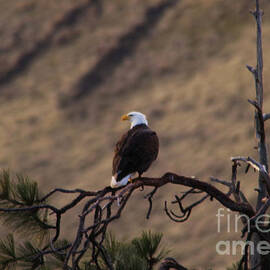 Eagle by Jeff Swan