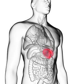 Illustration Of A Man's Spleen