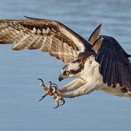 Osprey Hunting by Johnny Chen