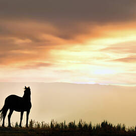 Wild Horse Sunset by Leland D Howard