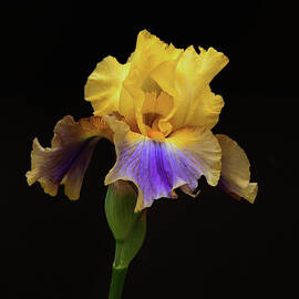 Garden Iris by Floyd Hopper