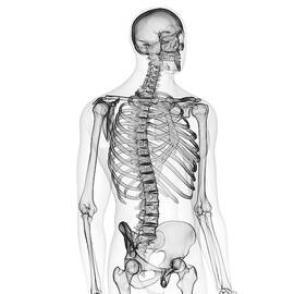 Illustration Of The Human Skeleton