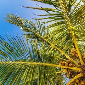 Palm Trees With Sky In The Background by Levente Bodo