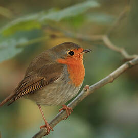 Robin by Simun Ascic