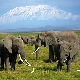African Elephants by Hp Huber