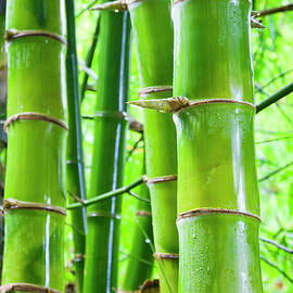 Bamboo by Enjoynz