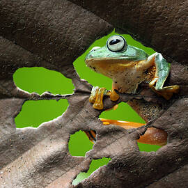 Cute Frog by Ridho Arifuddin