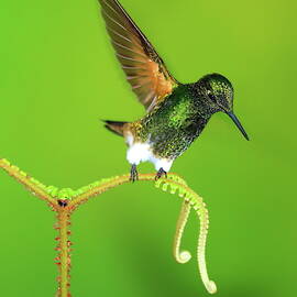 Hummingbird of Ecuador, EZ by Alex Nikitsin