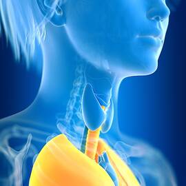 Illustration Of Female Lung