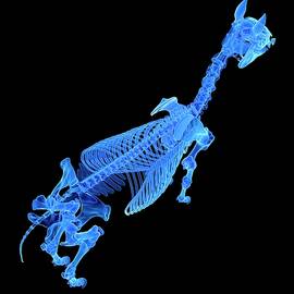 Horse Skeleton