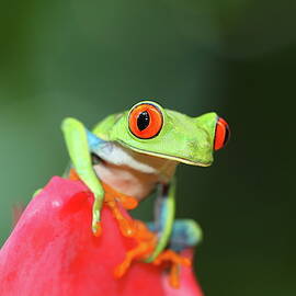 Red eye tree frog54 by Alex Nikitsin